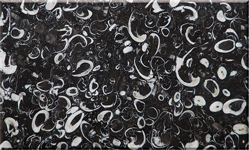 BLACK FOSSIL